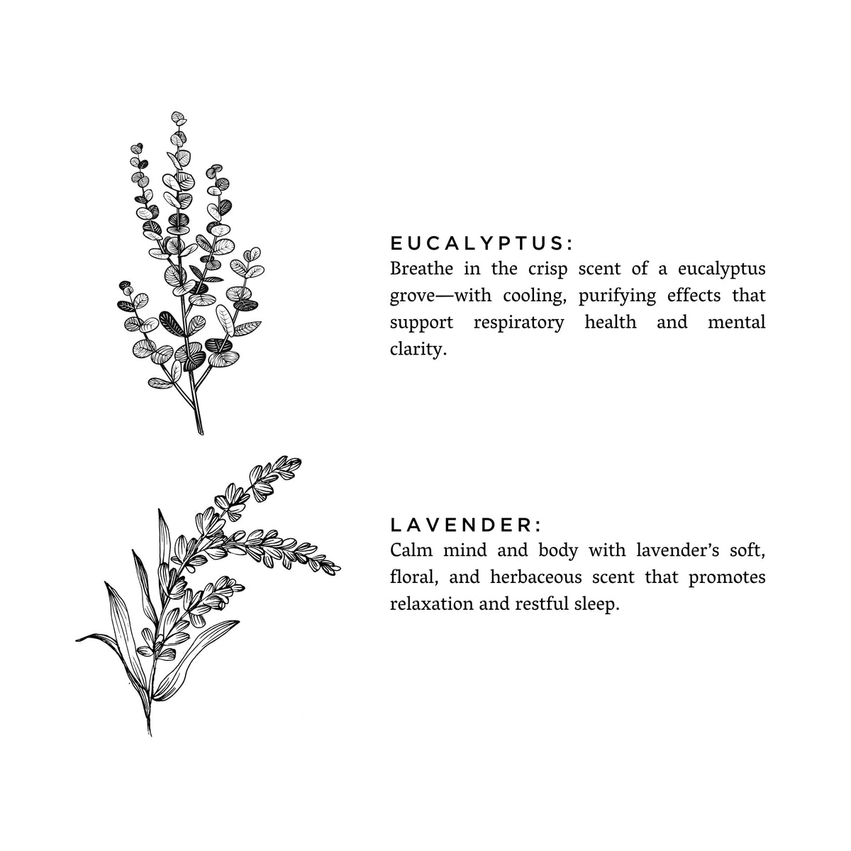 Eucalyptus + Lavender Slow North